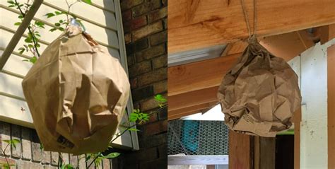 fact check fake hornets nest paper bag|are paper wasp nests real.